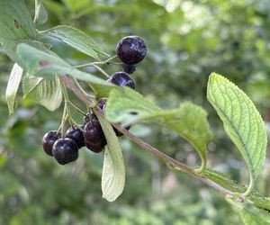 Aronia, krzew i owoce