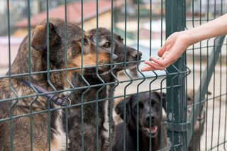 Policja oskarża DIOZ o kradzież zwierząt. Zamiast wsparcia, są zarzuty