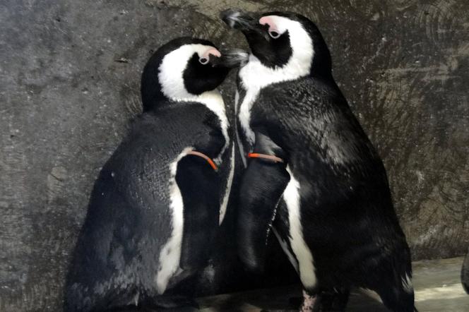 Pingwiny z wrocławskiego zoo dalej w zamknięciu z powodu ptasiej grypy. Pisklaki świetnie się bawią [WIDEO, ZDJĘCIA, AUDIO]