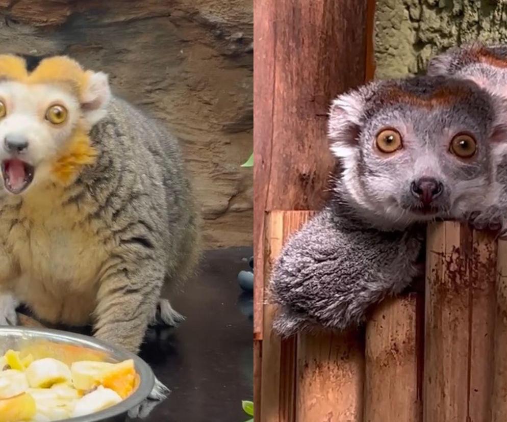 Ale słodziaki! Lemury z wrocławskiego zoo świętują urodziny
