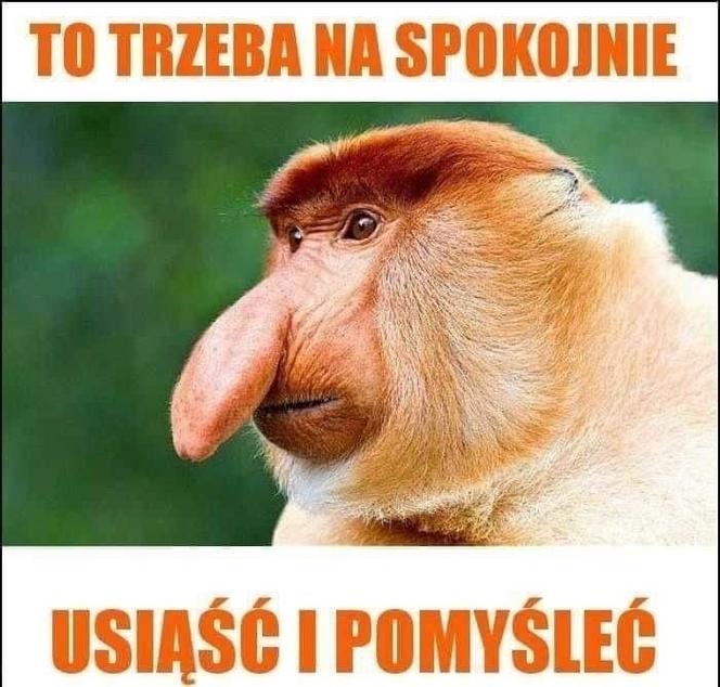 Najlepsze memy przed meczem Polska - Francja