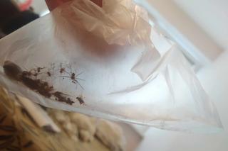 Dziwne kokony pojawiają się w mieszkaniach. Wysypało się z niego mnóstwo pająków. Byłam przerażona [ZDJĘCIA]