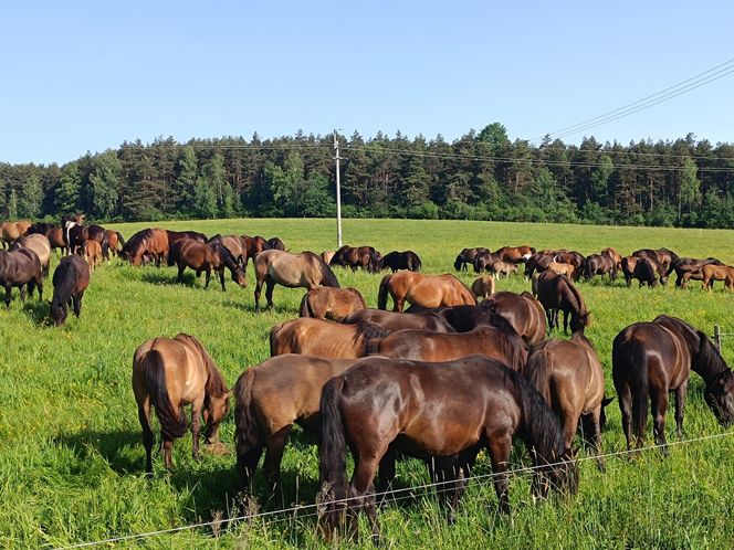 Największa taka stadnina na świecie leży w Małopolsce. Hodują tam wyjątkowe konie 