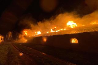 Gigantyczny pożar kurnika. Jęzory ognia strawiły cały budynek. Spłonęło 25 tysięcy młodych pisklaków!