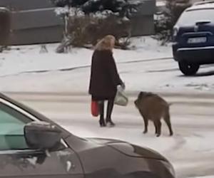 Dziki zaatakowały kobietę w centrum Jaworzna 