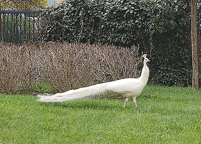 Niecodzienny widok na Kabatach! Między blokami latały wielkie pawie