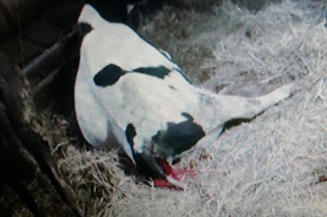 Burek zagryzł mu mamę