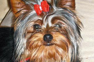 Dominika Podsiadło: Porywaczu! Oddaj mojego Idusia 