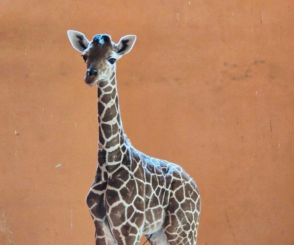 Przełom w hodowli żyraf w Śląskim Zoo. Na świat przyszedł samiec – pierwszy od 2016 roku