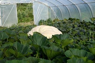  Największa dynia w Polsce