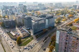 Serek wolski w Warszawie