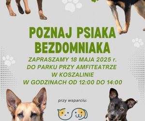 UWAGA AKCJA ODWOŁANA!!! Poznaj psiaka bezdomniaka w Koszalinie odwołany