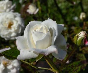 Róża rabatowa 'Alabaster'