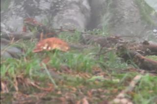 Grzyby wielkości dłoni. Takie zbiory tylko na Podkarpaciu! 