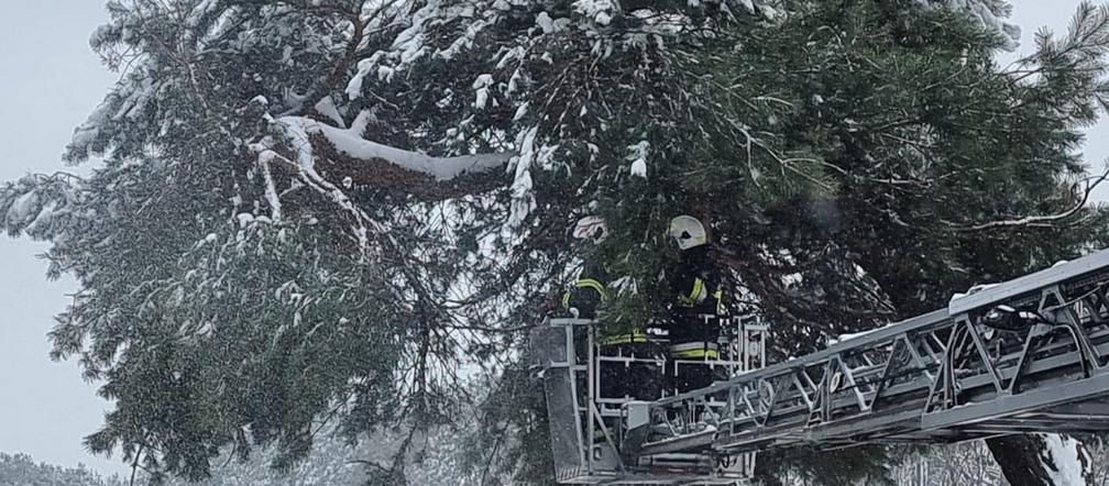 Pomnik przyrody przegrał z naturą. Słynna Sosna Falenicka złamała się pod zwałami śniegu