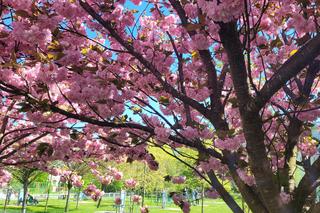 Różowa alejka na Pieczewie robi furorę w sieci. To najbardziej instagramowe miejsce w Olsztynie