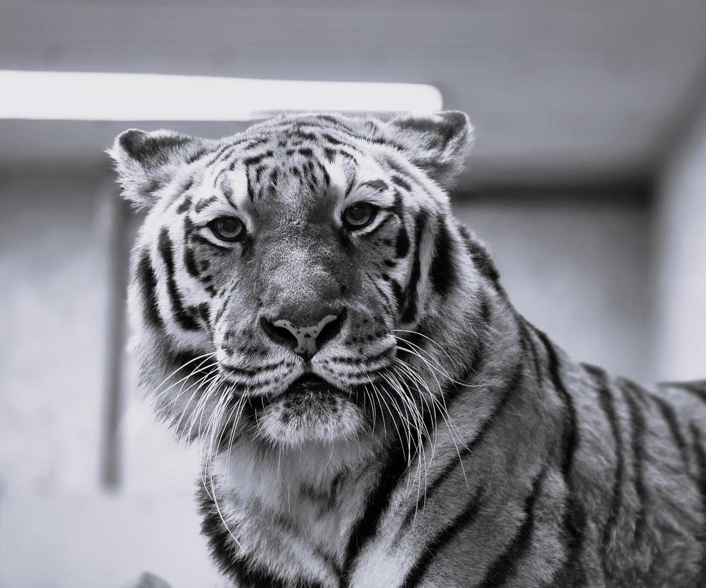 Ogromny smutek w Śląskim Ogródzie Zoologiczny! Nie żyje tygrysica Tajga