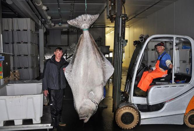 Gigantyczny halibut