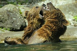 Niedźwiedź rozbójnik grasuje w bieszczadzkich lasach [WIDEO]