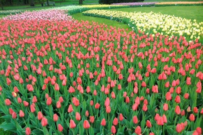 Czy w łódzkim botaniku na majówkę zakwitną tulipany? Ich barwne kobierce zachwycają! 