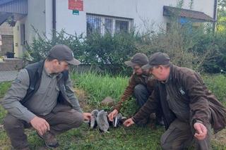 Ich mama została rozjechana przez samochód. Trójka maluszków błąkała się po okolicy