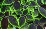 Pilea involucrata. Kwiat przyjaźni, który pięknie wygląda w każdym wnętrzu