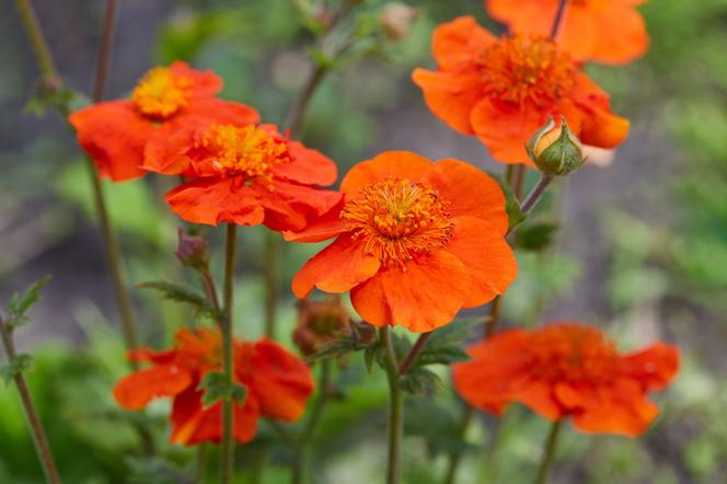 Kuklik szkarłatny - Geum coccineum