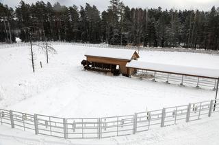 Zagroda żubrów w Kopnej Górze koło Supraśla. Mega atrakcja dla turystów!
