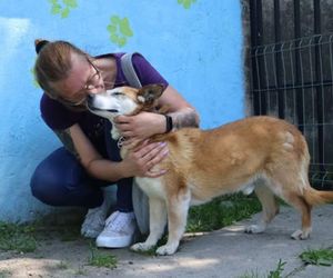 10 lat w schronisku. Pies Leon w końcu znalazł dom, ale setki zwierząt wciąż marzą o rodzinie