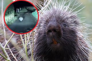 Pod Krakowem widziano jeżozwierza! Trwają poszukiwania egzotycznego zwierzaka!
