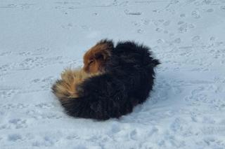 Lubelskie: Piesek nie mógł się wydostać z zamarzniętego stawu. Na pomoc ruszyli strażacy