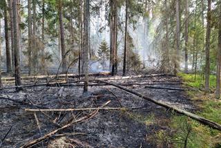 Pożar w Białowieskim Parku Narodowym