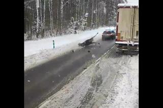 Łoś potrącony przez auto służby celno-skarbowej [WIDEO]