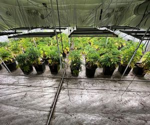 Gigantyczna plantacja konopi zlikwidowana. Policja zabezpieczyła marihuanę, kokainę, broń i amunicję
