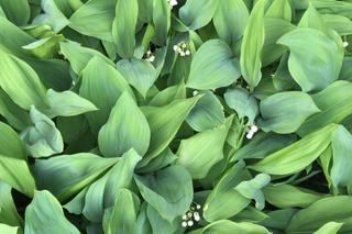 Konwalie rosną w lasach i na łąkach 