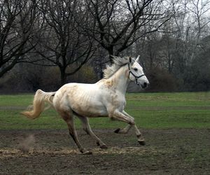 Pałac Walewskich w Walewicach