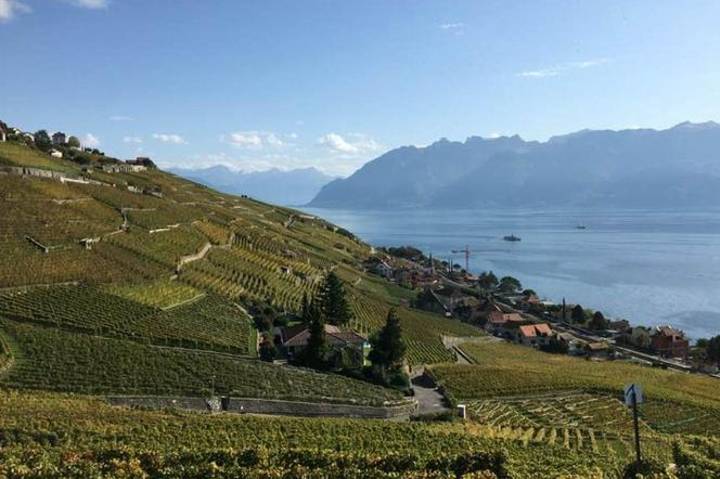 Winnice w Szwajcarii 