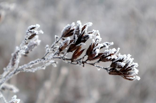 Zaskakujący spadek temperatur w Bydgoszczy! IMGW wydał ostrzeżenie I stopnia