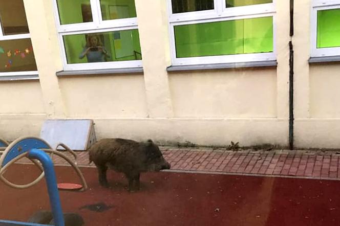 Dziki w mieście