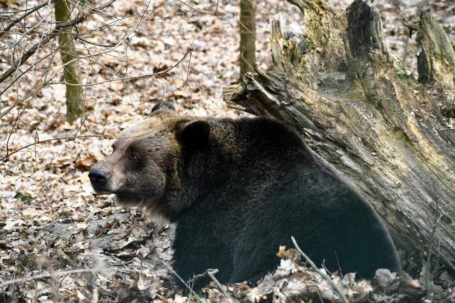 Niedźwiedzie w poznańskim ZOO wybudziły się z zimowego snu