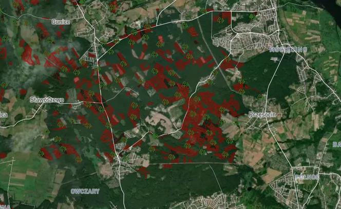 Wycinka lasów w Szczecinie i regionie 