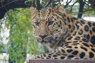 Kicia ze sklejką Nowa mieszkanka zoo w Warszawie. Na wolności żyje tylko 130 osobników