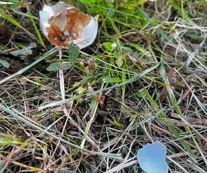 Warszawa, Wesoła. Zniszczone gniazda kaczek