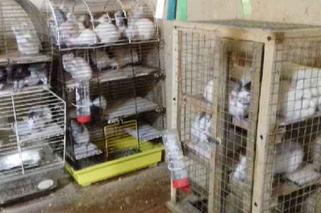 Nielegalna hodowla szczurów w Piotrkowie Trybunalskim. Ponad 130 gryzoni w kawalerce!
