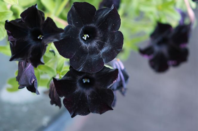 Czarna petunia 