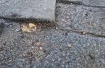 Dziury i zapadająca się kostka na ul. Gajowickiej we Wrocławiu. 5 lat temu Jacek Sutryk obiecywał remont