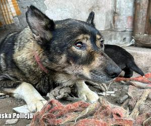 Skrajnie zaniedbane psy odebrane przez gorzowskich Animalsów. Pomogła policja