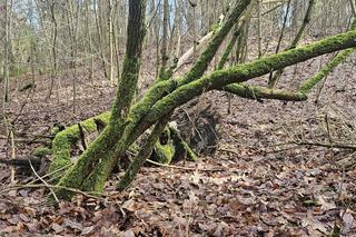 W Olsztynie są dwa takie miejsca. Zobacz, jak bajecznie prezentuje się rezerwat Redykajny [ZDJĘCIA]