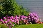Kiedy i jak sadzić rododendrony? Sadzenie rododendronów na wiosnę