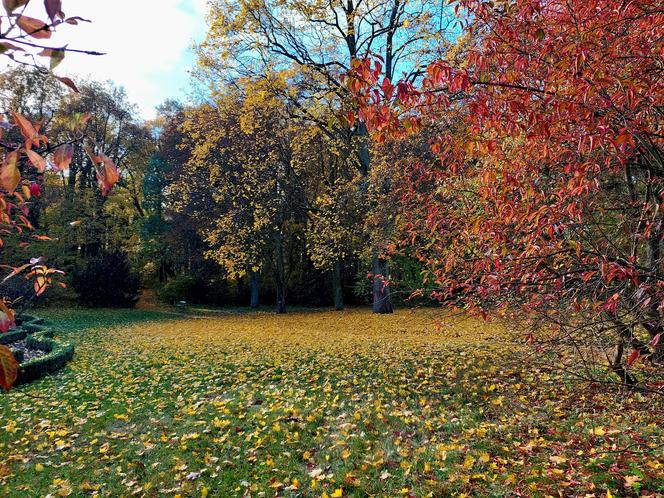 Złota polska jesień pod Bydgoszczą. Tak pięknie w ostromeckim parku chyba jeszcze nie było! [DUŻO ZDJĘĆ] 